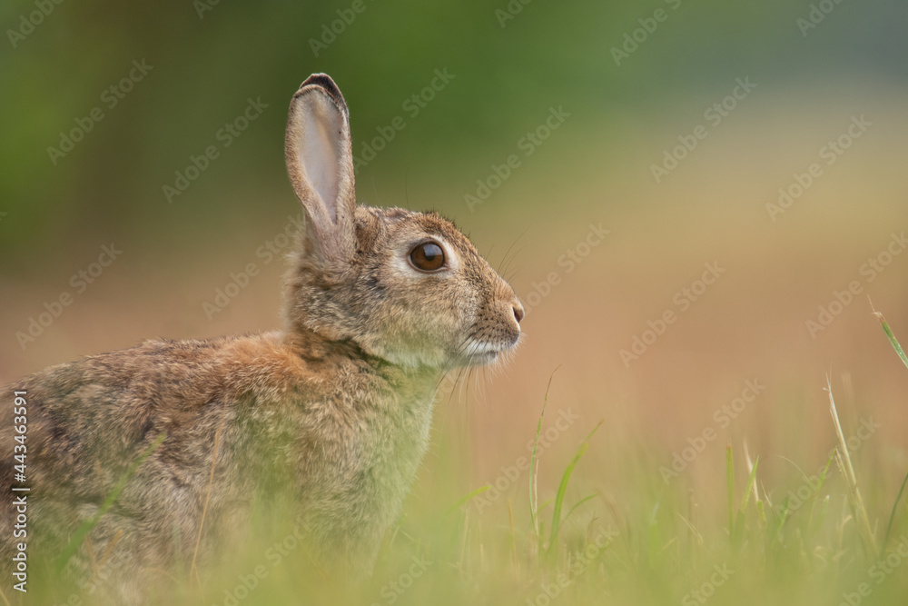 Kaninchen / Wildkaninchen Oryctolagus cuniculus Kaninchen / Wildkaninchen Oryctolagus cuniculus