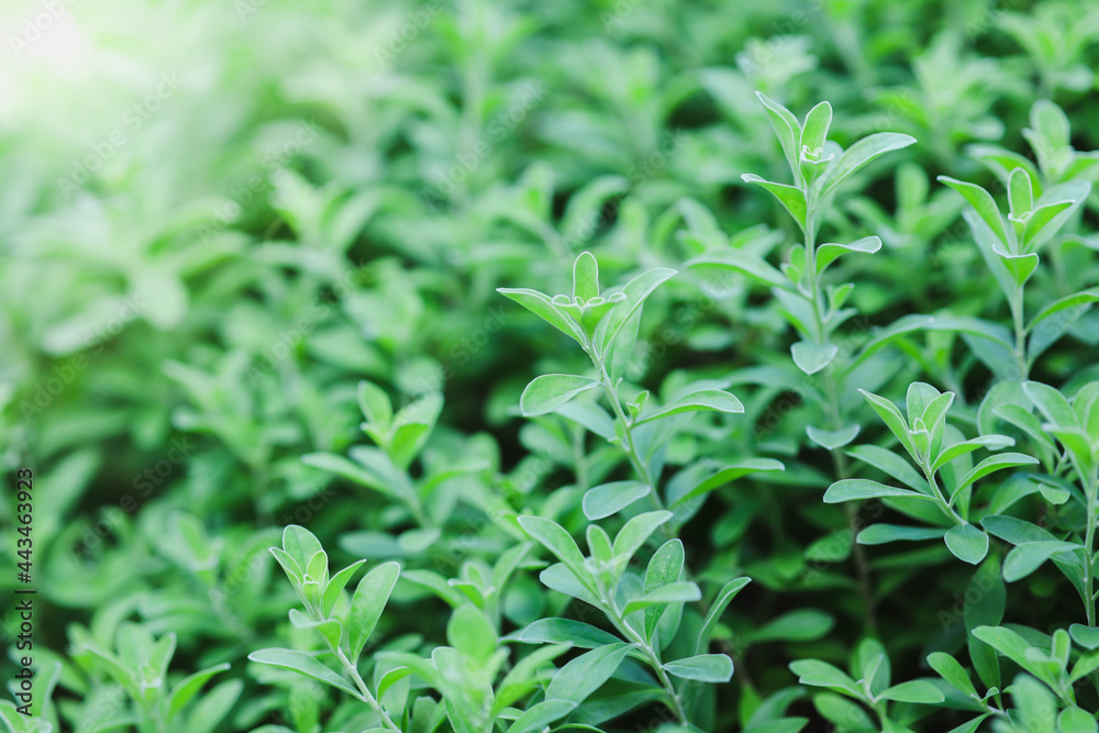 Natural green leaves plants using as spring background cover page environment ecology or greenery wallpaper.Nature of green leaf in garden at summer Natural green leaves plants using as spring background cover page environment ecology or greenery wallpaper.Nature of green leaf in garden at summer