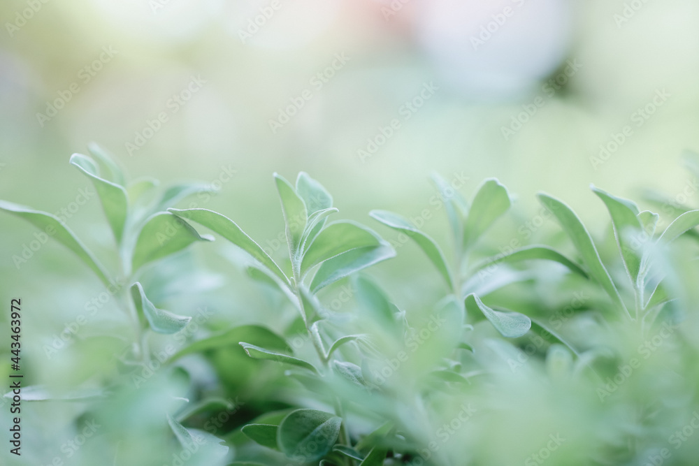 Natural green leaves plants using as spring background cover page environment ecology or greenery wallpaper.Nature of green leaf in garden at summer