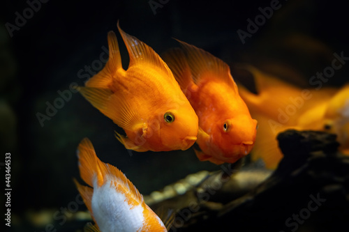 Group of Blood Parrot Cichlid. Orange and yellow aquarium fish on dark blue background