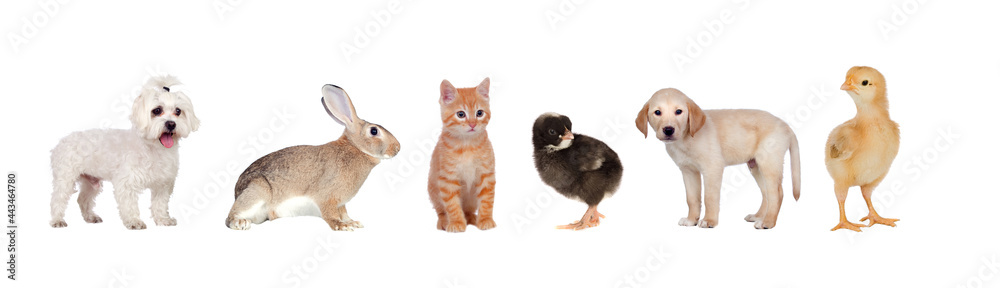 Fototapeta premium Beautiful pets