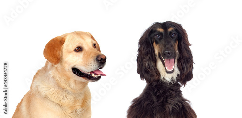 Fototapeta Naklejka Na Ścianę i Meble -  Two big dogs