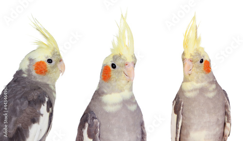 Three yellow cockatoo nymphs
