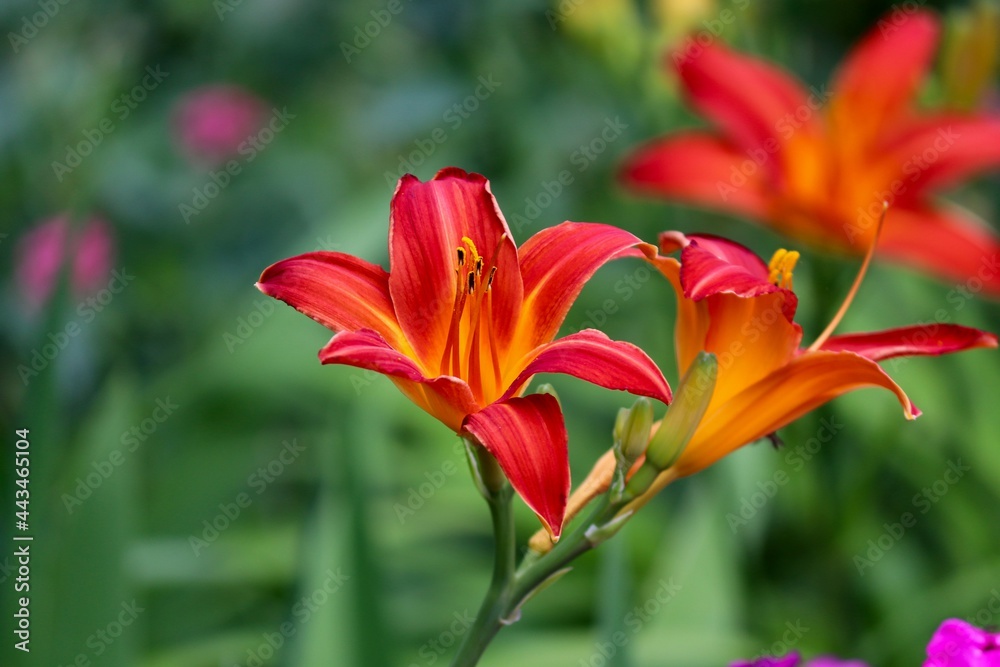 orange Blüten einer Lilie orange Blüten einer Lilie
