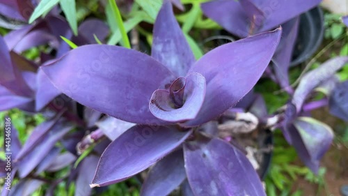 Tradescantia pallida is a species of spiderwort similar to T. fluminensis and T. zebrina. Other common names include purple secretia, purple-heart, purple queen, Tanaman Adam Hawa in Indonesia photo