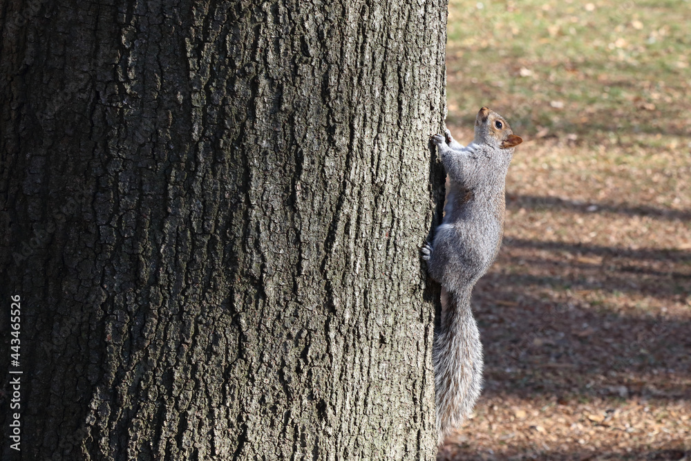 Obraz premium Grauhörnchen / Eastern gray squirrel / Sciurus carolinensis
