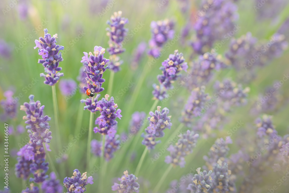 Close up shot of a lavender in a field with a ladybug on it. Close up shot of a lavender in a field with a ladybug on it.