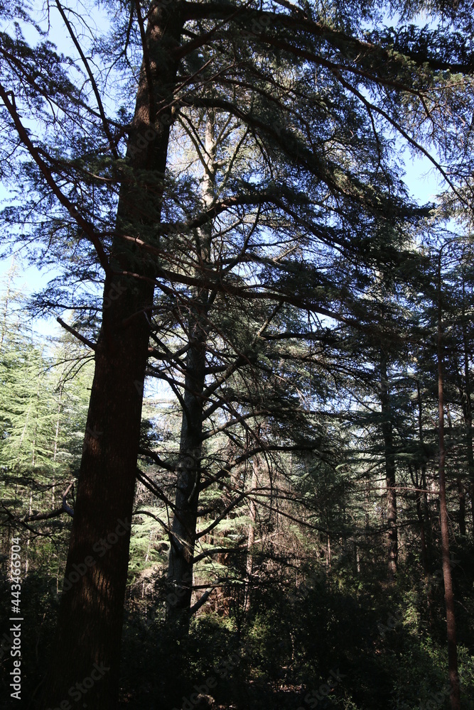 Tour Philippe - Bonnieux - Cèdres - Lavandes