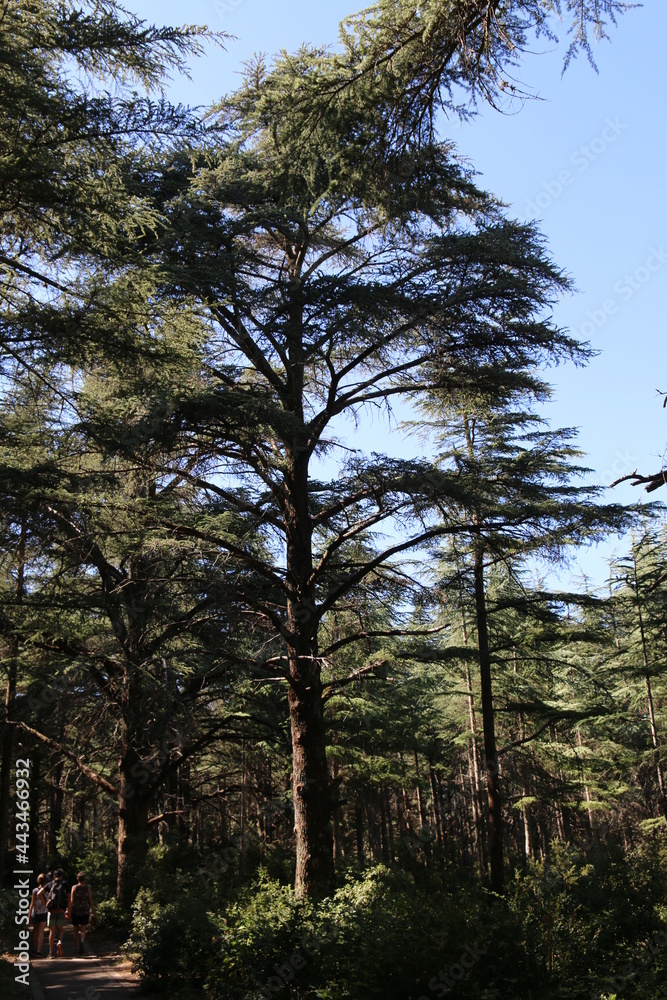 Fototapeta premium Tour Philippe - Bonnieux - Cèdres - Lavandes