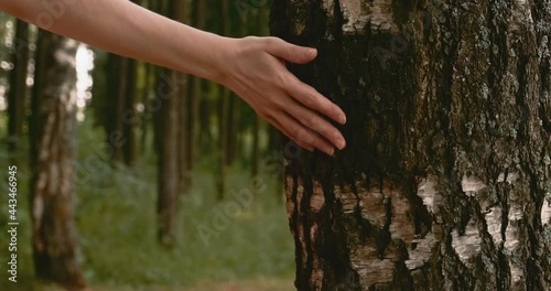 A girl in a white footwall and pink jeans touches a tree. Touching the palm and bark of the tree. The relationship between man and nature. photo