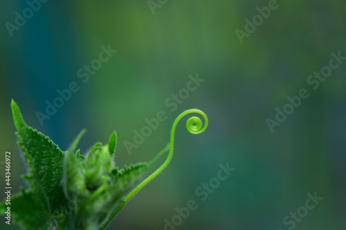 Cucumber stalk tendril twisted into a perfect spiral
