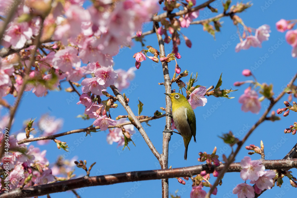 河津桜とメジロ 千葉県習志野市 日本 河津桜とメジロ 千葉県習志野市 日本