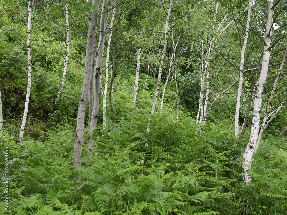 Fototapeta premium trees in the forest