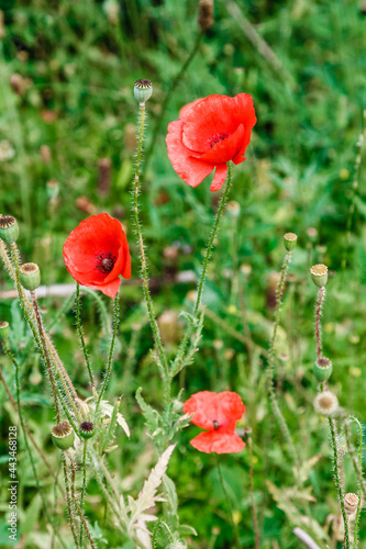 wonderful red poppies in green grass