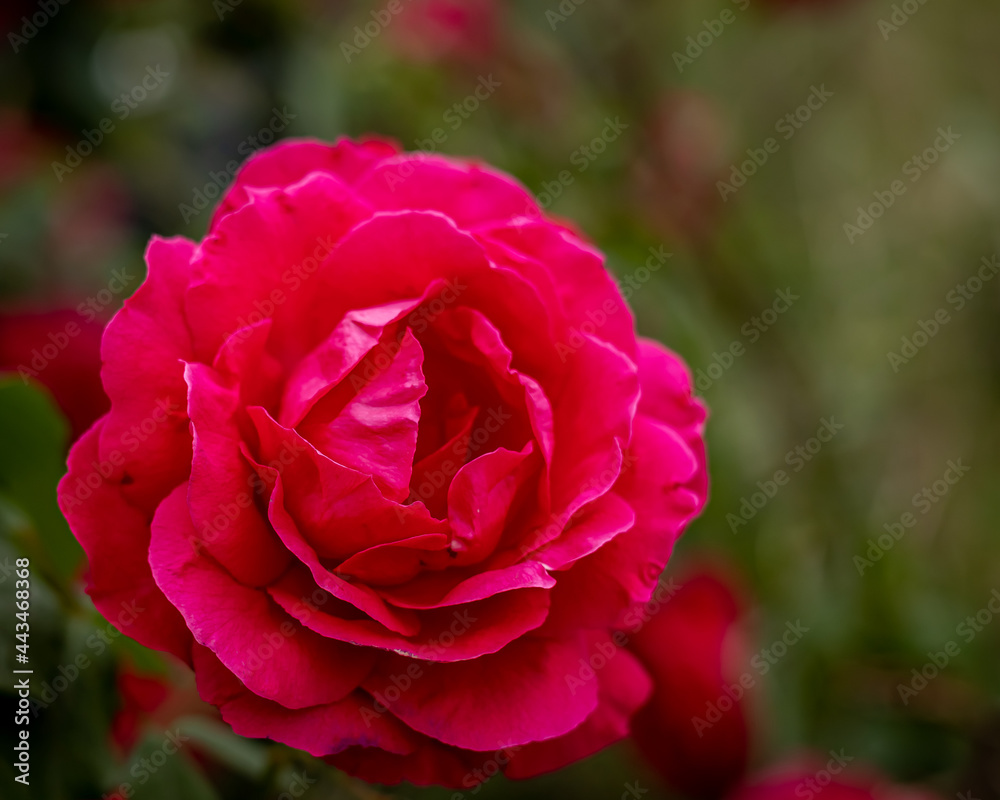 A closeup of a pink rose flower on blurred green background. A closeup of a pink rose flower on blurred green background.