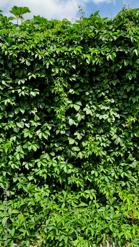Wall of climbing ivy and sky Wall of climbing ivy and sky