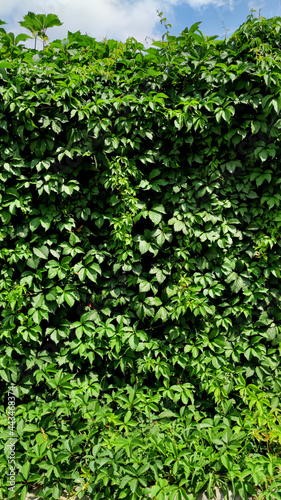 Wall of climbing ivy and sky