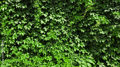 Fototapeta Naklejka Na Ścianę i Meble -  Climbing ivy