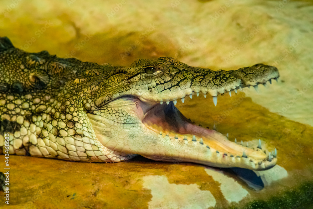 Fototapeta premium crocodile with open mouth with large teeth