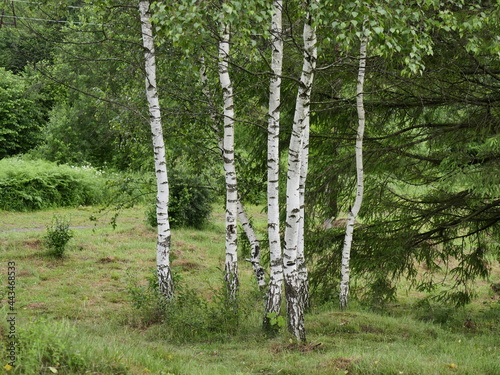 birch grove in spring
