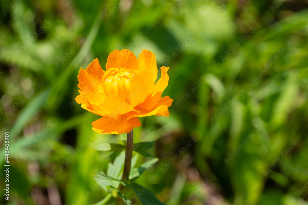 Trollius or Orange globe-flower against blurred green background. Forest flowers in Siberia. Selective focus Trollius or Orange globe-flower against blurred green background. Forest flowers in Siberia. Selective focus