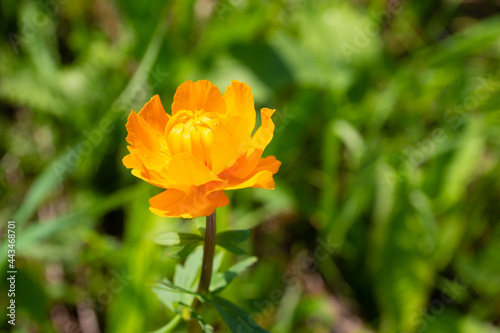 Trollius or Orange globe-flower against blurred green background. Forest flowers in Siberia. Selective focus