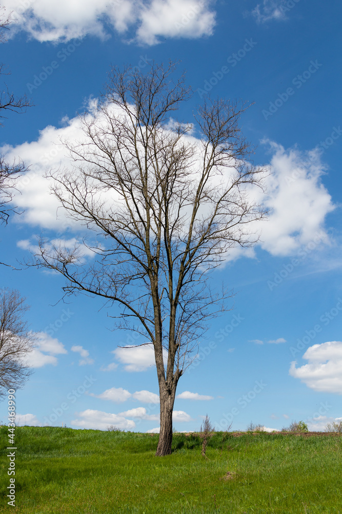 beautiful trees against the blue sky and clouds beautiful trees against the blue sky and clouds