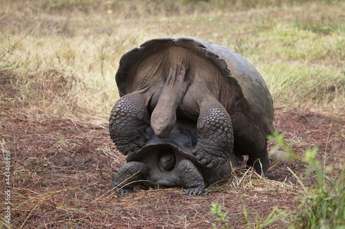 Fotografie Closeup of two Galapagos Tortoise (Chelonoidis nigra) mating in Galapagos Islands Ecuador