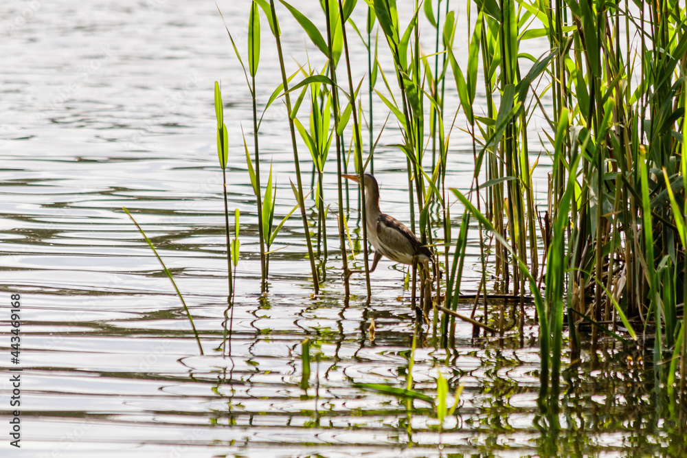 beautiful bird kulik - sparrow in reeds beautiful bird kulik - sparrow in reeds