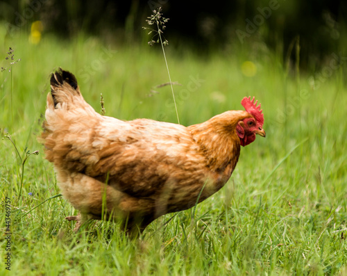 Poule vagabonde au Houches, Haute-Savoie, France