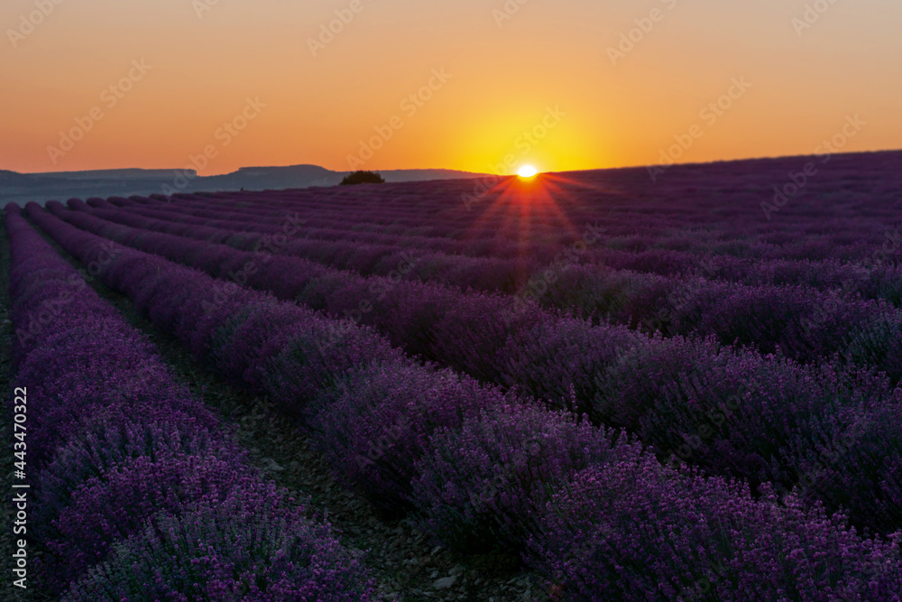 Nice view of the lavender field at sunrise. Beautiful sunrise background