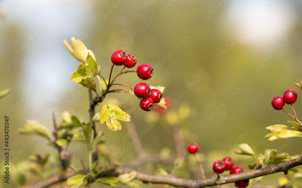 Wild hawthorn berries in the autumn forest