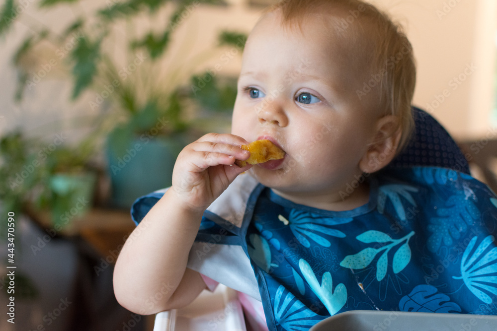 One year old baby self feeding a soft strip of eggs; potentially allergenic food Baby Led Weaning One year old baby self feeding a soft strip of eggs; potentially allergenic food Baby Led Weaning