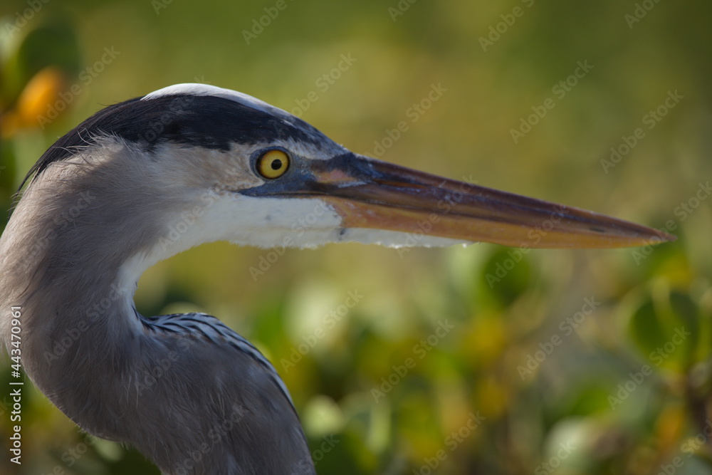 Side on portrait of Great blue Heron (Ardea herodias) in mangroves Galapagos Islands