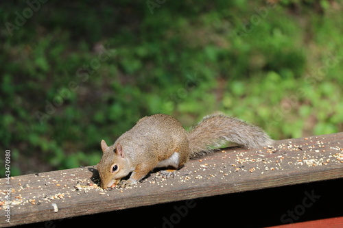 Animals outside eating in the daytime.