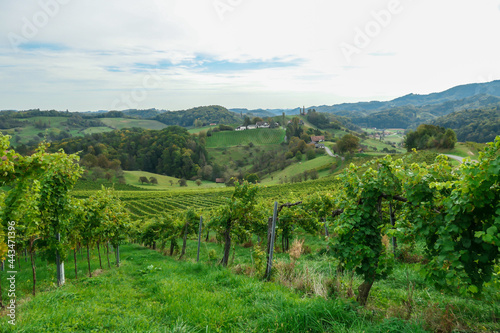 A lush wine region is South Styria  Austria. The wine plantations are stretching over a vast territory  over the many hills. There grapes are already ripening. Wine region. A bit of overcast.