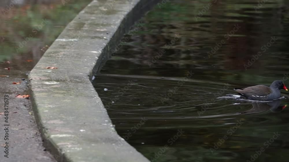 Moorhen Stepping Off Into a Lake and Going Swimming - Slow Motion