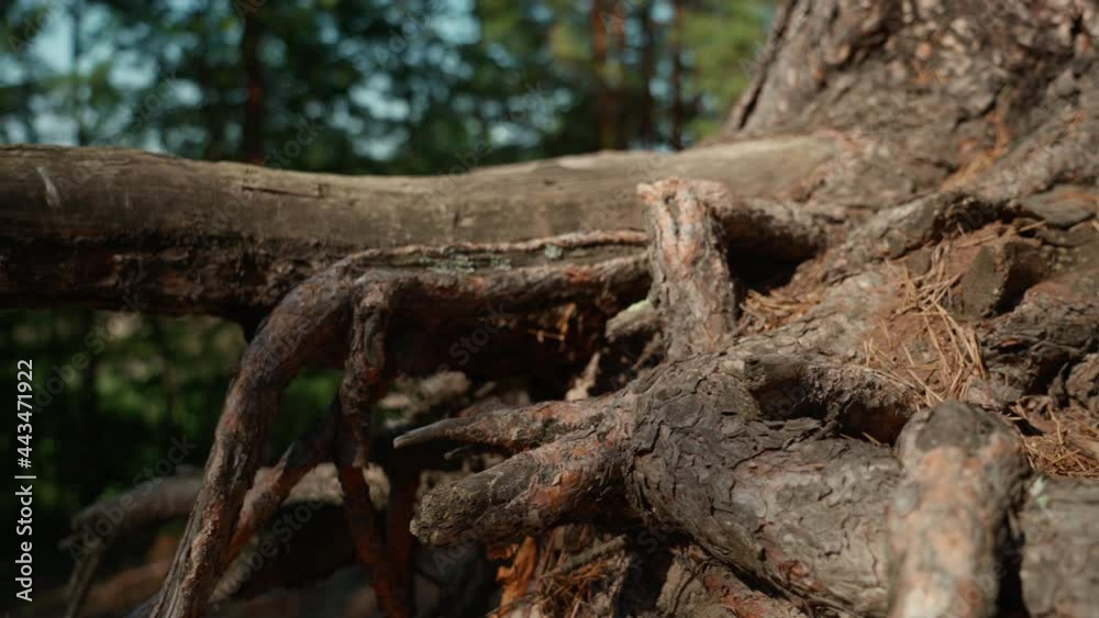 Tree roots. Close landscape view to the big root of old tree in the wild forest. Sunny day in summer weather. Green wood and trees. Hands on shot. 4K Tree roots. Close landscape view to the big root of old tree in the wild forest. Sunny day in summer weather. Green wood and trees. Hands on shot. 4K