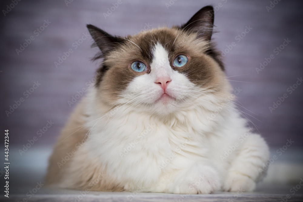 Obraz premium Young beautiful purebred Ragdoll cat at home