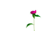 Beautiful burgundy peony flower on a white background with a place for text, minimalism
