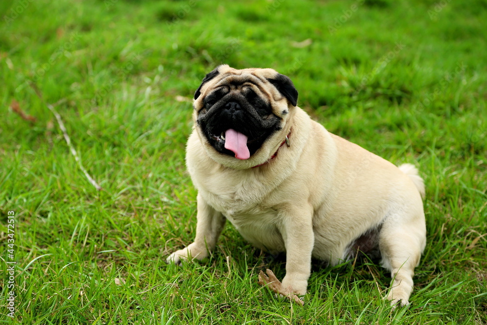 Cheerful pug dog sits on green grass with sticking out long tongue