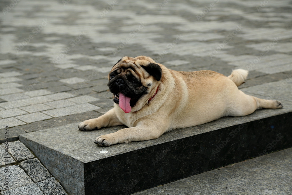 Obraz premium Pug on a granite slab imitates a monument. A young cheerful pug lies on a granite slab