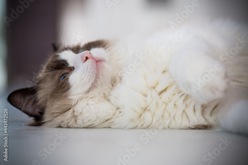 Young beautiful purebred Ragdoll cat at home photo