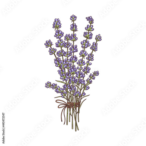 Bouquet of provence lavender flowers hand drawn vector illustration isolated.