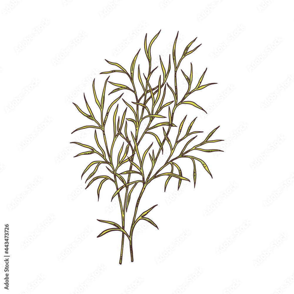 Fototapeta premium Branch of zira or cumin spice plant, engraving vector illustration isolated.