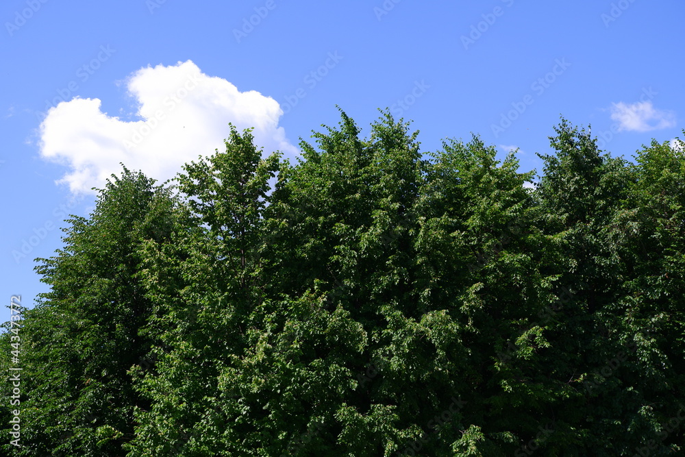 Trees in the park. Blue sky.