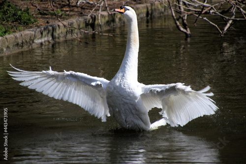 A Mute Swan spreading its wings on the water