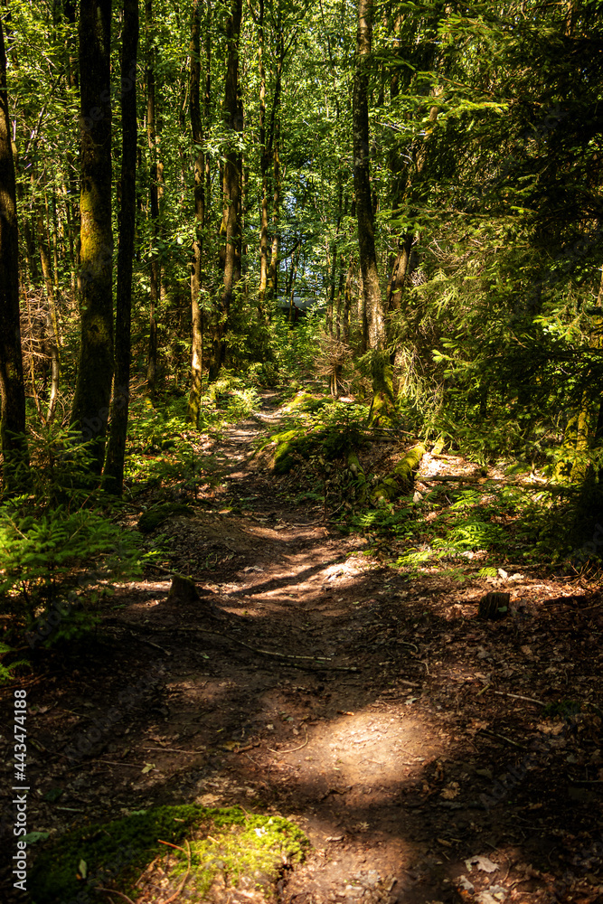 Fototapeta premium Weg durch Wald bei Sonnenschein