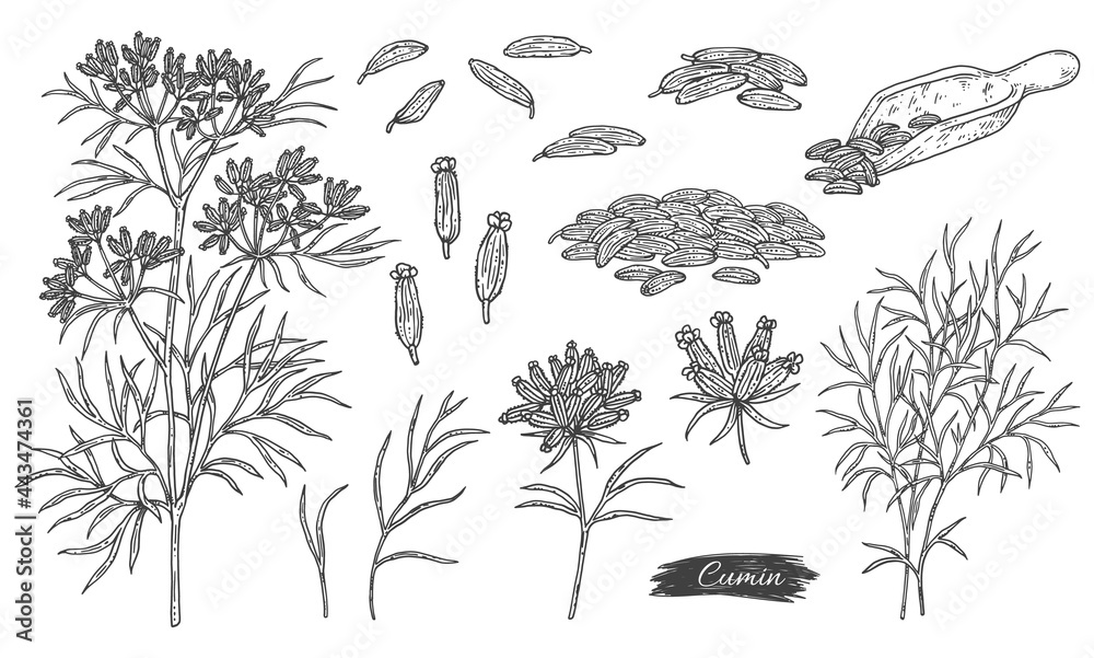 Αυτοκόλλητο Bundle of caraway or cumin plant parts, engraving vector illustration isolated