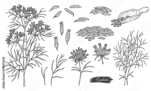 Bundle of caraway or cumin plant parts, engraving vector illustration isolated. photo